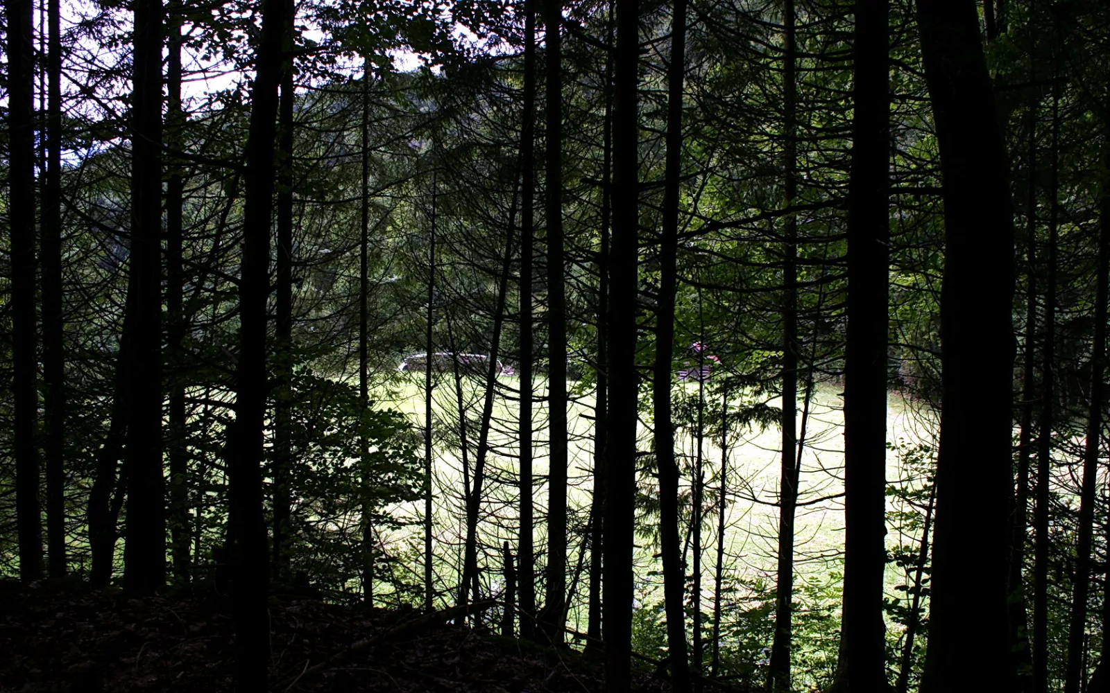 Dunkle, hohe Nadelbaumstämme vor einer hellen, sonnenbeschienenen Lichtung im Wald