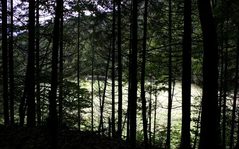 Dunkle, hohe Nadelbaumstämme vor einer hellen, sonnenbeschienenen Lichtung im Wald