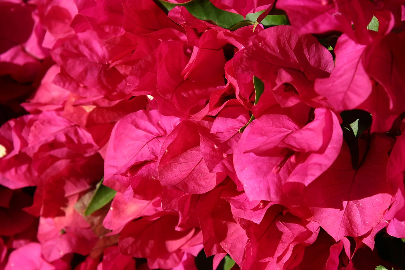 Dichte Bougainvillea-Blüten in Pink und Rosarot, dazwischen einzelne grüne Blätter.