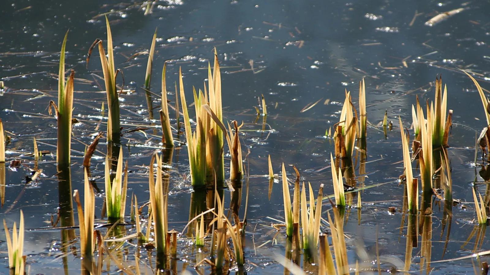 Mehrere junge Schilftriebe ragen aus einer glitzernden, blaugrauen Wasseroberfläche, dazwischen treiben dünne Halme und Blattreste.