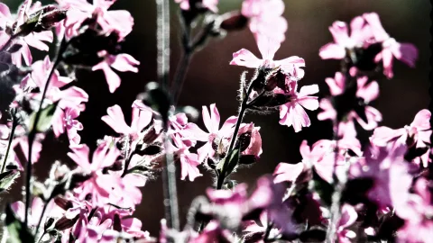 Mehrere rosafarbene Lichtnelken mit fünfzähligen Blüten vor einem dunklen, unscharfen Hintergrund, von hinten beleuchtet.