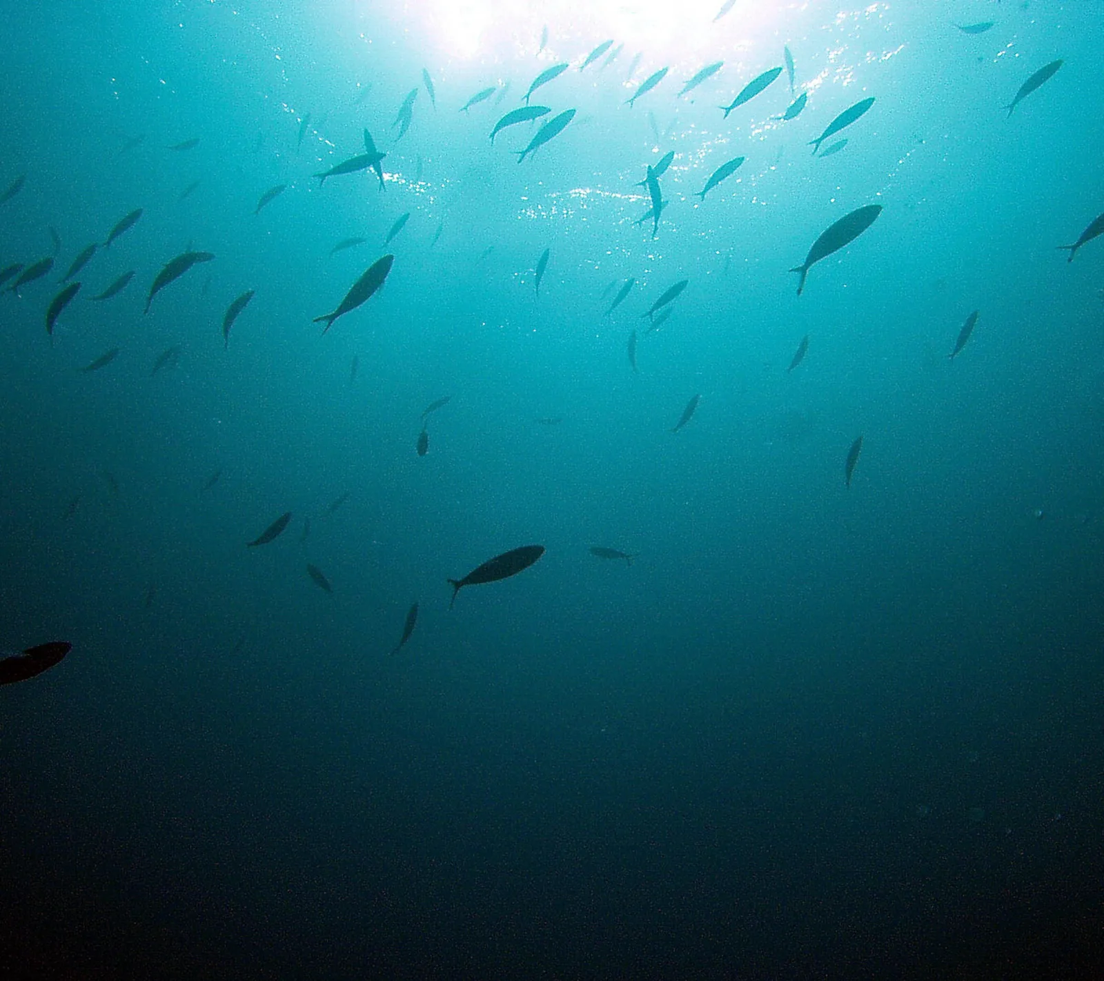 Ein Schwarm schlanker Fische schwimmt in blauem Wasser auf das Sonnenlicht an der Oberfläche zu, darunter wird das Wasser dunkel.