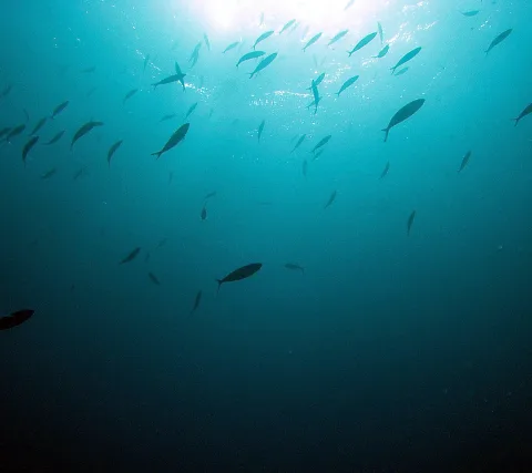 Ein Schwarm schlanker Fische schwimmt in blauem Wasser auf das Sonnenlicht an der Oberfläche zu, darunter wird das Wasser dunkel.