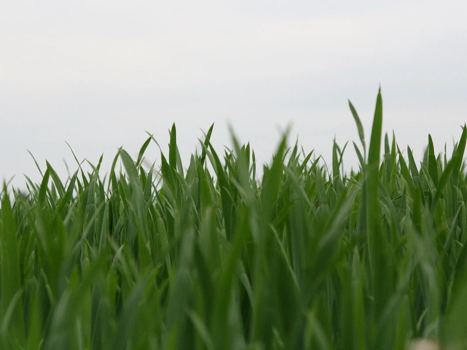 Dichtes, sattgrünes Gras mit schmalen Halmen ragt von unten ins Bild, dahinter ein wolkenverhangener grauer Himmel.