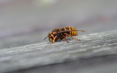 Eine Hornisse sitzt seitlich auf einer grauen, gemaserten Holzoberfläche. Der Hintergrund ist unscharf.
