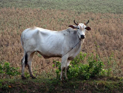Eine weiße Kuh mit Hörnern steht angebunden auf einem abgeernteten Feld mit einem grünen Streifen im Hintergrund.