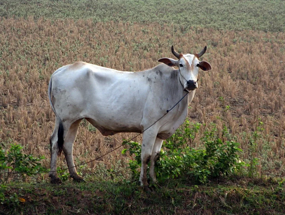 Eine weiße Kuh mit Hörnern steht angebunden auf einem abgeernteten Feld mit einem grünen Streifen im Hintergrund.