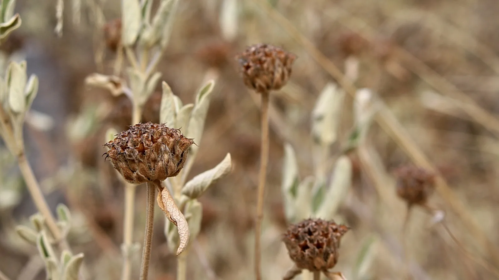 Mehrere vertrocknete, braune Blütenköpfe auf dünnen Halmen vor unscharfem, beige-braunem Hintergrund, im Vordergrund ein Kopf scharf im Fokus.