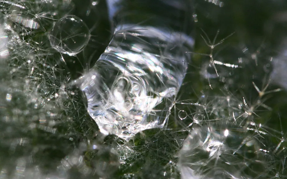 Makroaufnahme eines klaren Wassertropfens auf einer Fläche mit feinen, hellen Fasern vor dunklem Grün