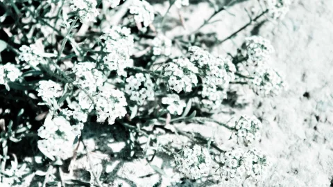 Dichte Gruppen kleiner weißer Blüten zwischen grünen Stängeln auf sandigem Boden, rechts unscharfer heller Untergrund, bläulich-grün entsättigte Farbgebung.