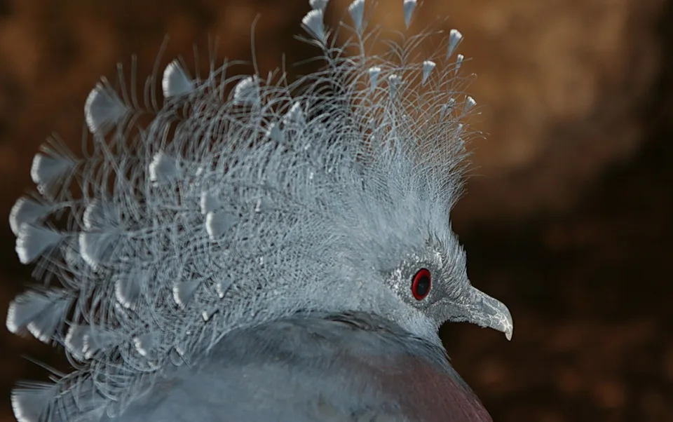 Nahaufnahme einer Kronentaube im Profil mit blaugrauem, fächerförmigem Federkopfschmuck und rotem Auge vor braunem, unscharfem Hintergrund.