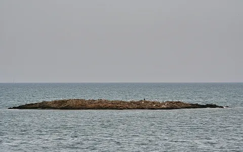 Ein felsiger Inselstreifen im ruhigen grauen Meer, besetzt mit vielen weißen Möwen. Am Horizont ist ein kleines Segelboot zu sehen.