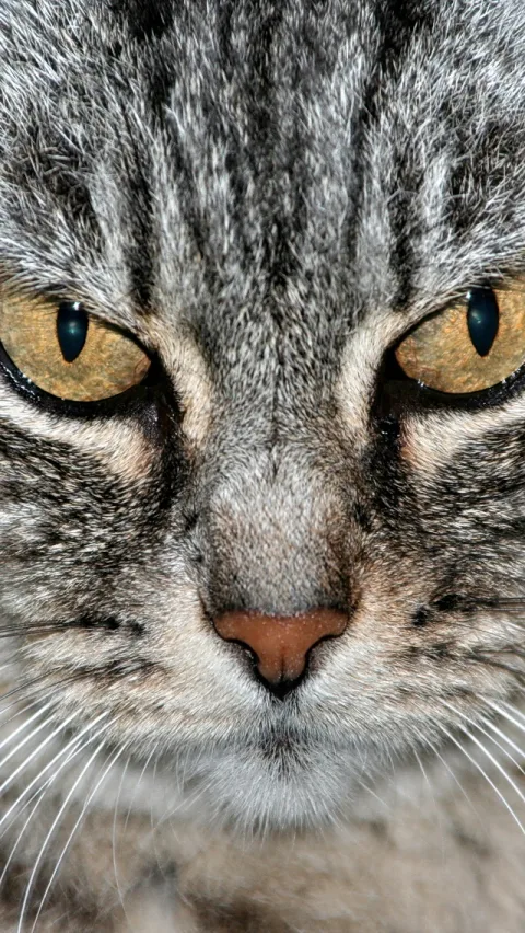 Nahaufnahme des Kopfes einer grau getigerten Katze mit gelben Augen und rosafarbener Nase.