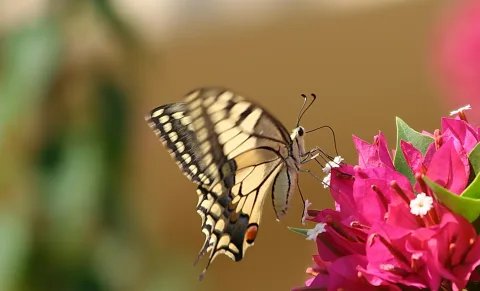 Gelb-schwarzer Schwalbenschwanz sitzt auf pinken Bougainvillea-Blüten vor unscharfem braunem Hintergrund.