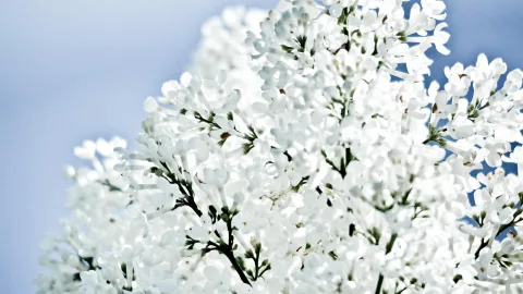 Dichte Rispen weißer Fliederblüten mit grünen Stängeln, im Hintergrund heller blauer Himmel.