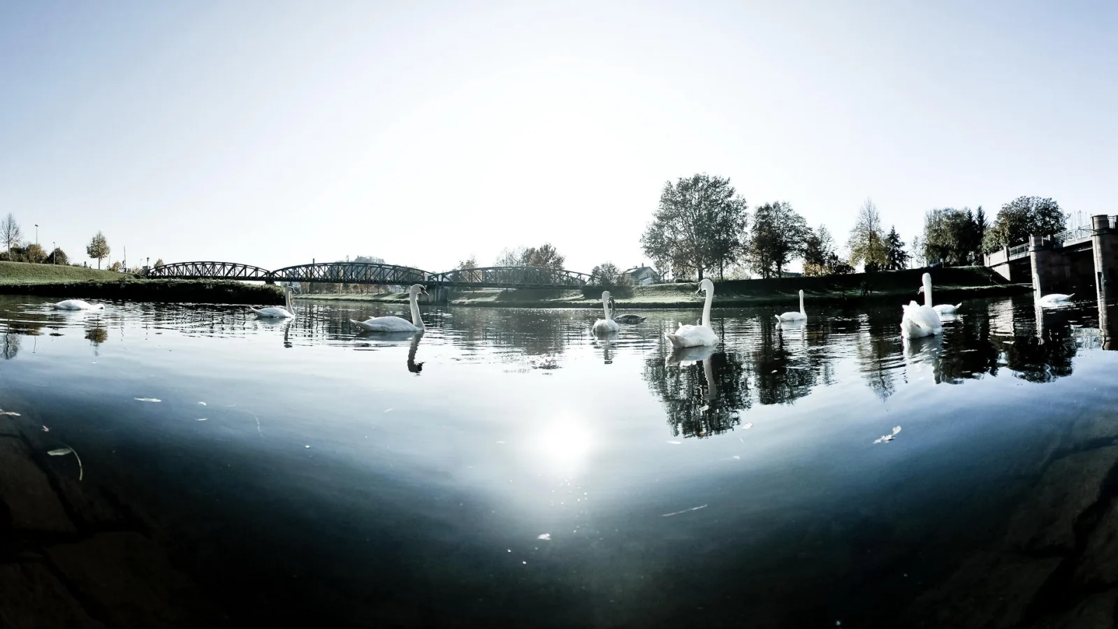 Mehrere weiße Schwäne schwimmen auf einem ruhigen Fluss, im Hintergrund eine Stahlbrücke und Bäume bei tiefstehender Sonne.