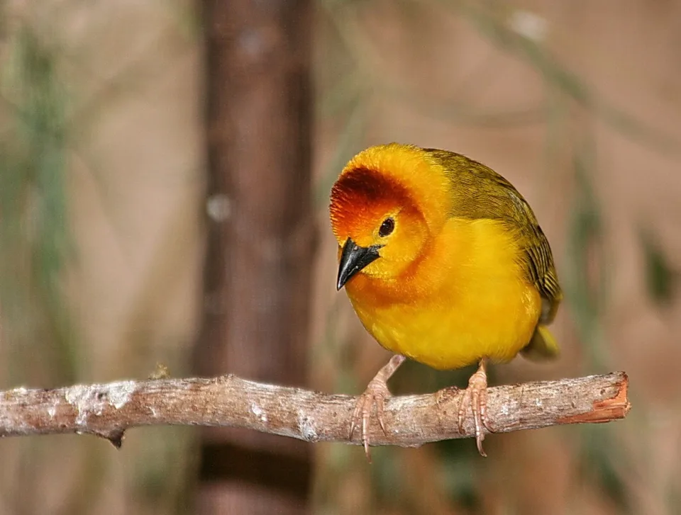 Gelber Webervogel mit orangerotem Kopf sitzt auf einem Ast vor unscharfem braunem Hintergrund.