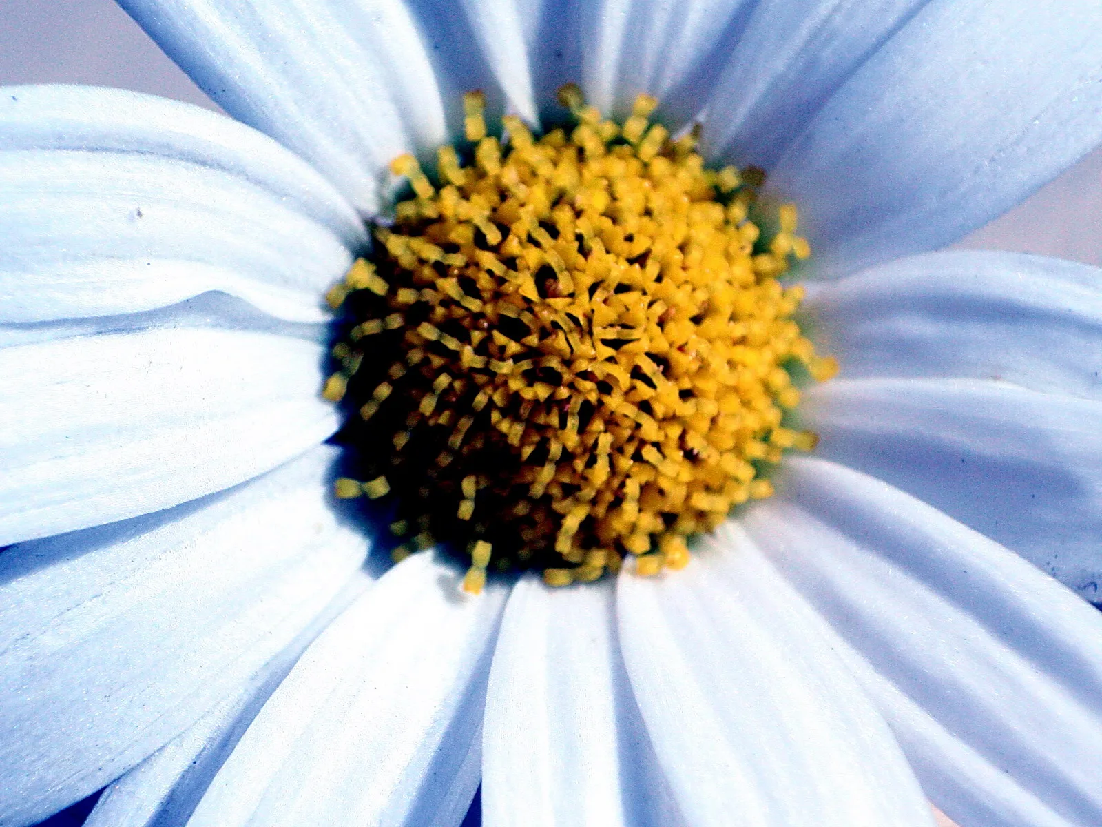 Makroaufnahme einer weißen Kamillenblüte mit gelber Mitte aus dicht stehenden Staubblättern, die Blütenblätter sind leicht bläulich.