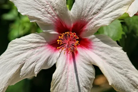 Nahaufnahme einer weißen Hibiskusblüte mit rotem Zentrum und gelben Staubbeuteln vor dunkelgrünem Laub.