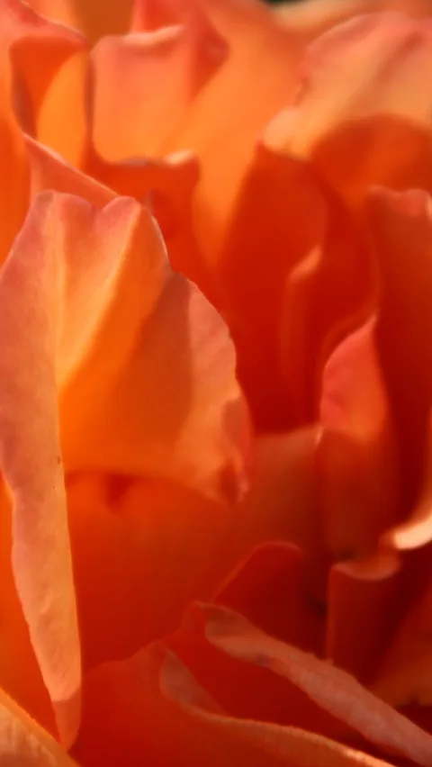 Nahaufnahme einer orangefarbenen Rosenblüte mit sich überlappenden, weich geschwungenen Blütenblättern im warmen Licht.