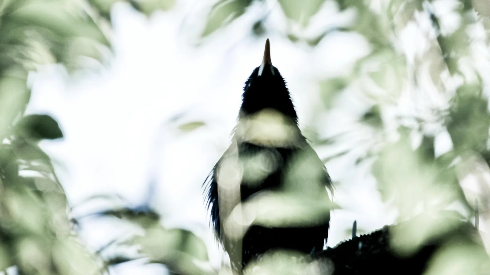 Dunkle Vogelsilhouette mit spitzem Schnabel, die nach oben blickt, umgeben von unscharfem grünem Laub vor hellem Himmel.
