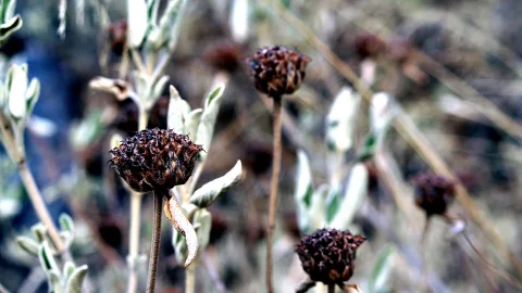 Mehrere verdorrte, braune Blütenköpfe auf dünnen Stielen vor einem unscharfen, graugrünen Hintergrund mit trockenen Halmen.