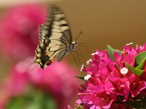 Ein Schwalbenschwanz mit gelb-schwarz gezeichneten Flügeln fliegt links neben pinkfarbenen Bougainvillea-Blüten, der Hintergrund ist unscharf rosa und braun.