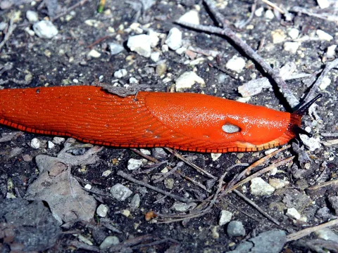Eine leuchtend rote Nacktschnecke kriecht quer durch das Bild über dunklen Erdboden und helle Kieselsteine, im Hintergrund liegen trockene Zweige.