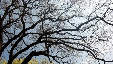 Von unten fotografierte kahle Baumkrone mit dicken dunklen Ästen und feinen Zweigen vor hellblauem Himmel, am unteren Rand gelbgrünes Laub.