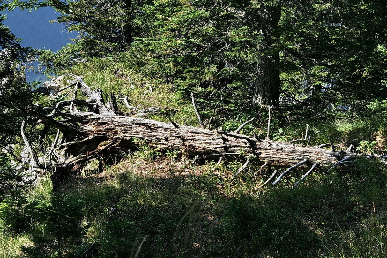 Ein großer, verwitterter Baumstamm liegt quer durch einen Bergwald, Äste ragen seitlich ab, dahinter stehen dunkle Nadelbäume und grünes Gras.