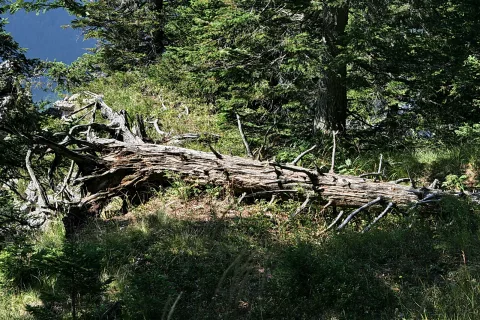 Ein großer, verwitterter Baumstamm liegt quer durch einen Bergwald, Äste ragen seitlich ab, dahinter stehen dunkle Nadelbäume und grünes Gras.