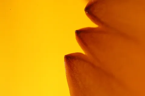 Nahaufnahme von drei orangefarbenen Blütenblattspitzen mit gezackten Rändern vor gelbem Hintergrund.