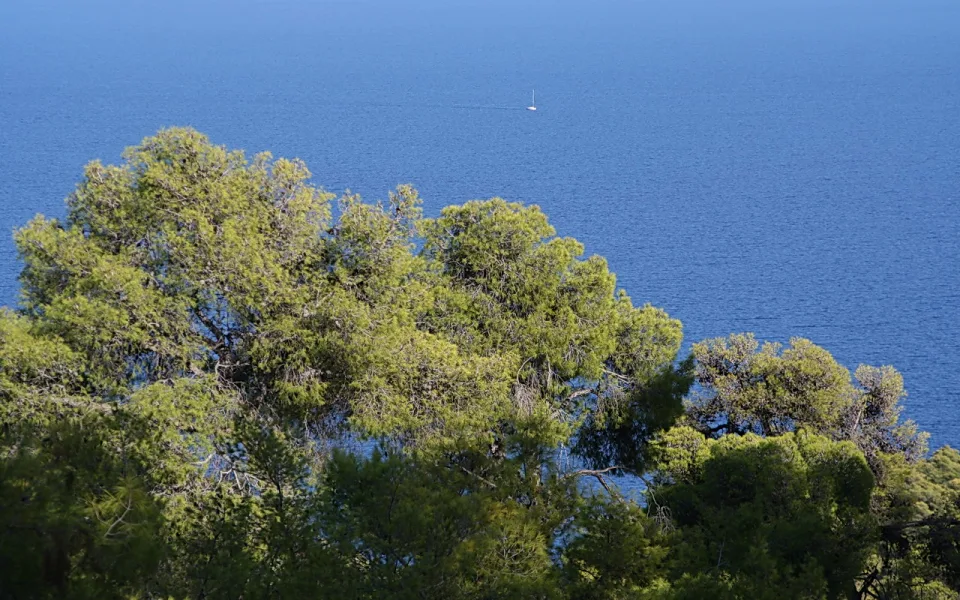 Grüne Pinienkronen im Vordergrund, dahinter das blaue Meer mit einem kleinen Segelboot am Horizont.