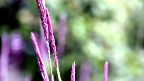 Mehrere violette, schmale Blütenähren ragen von unten ins Bild, im Hintergrund verschwimmt grünes Laub