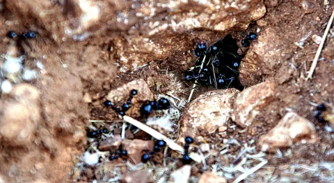 Schwarze Ameisen krabbeln um und in ein Loch im braunen Erdboden zwischen kleinen Steinen und Grashalmen.
