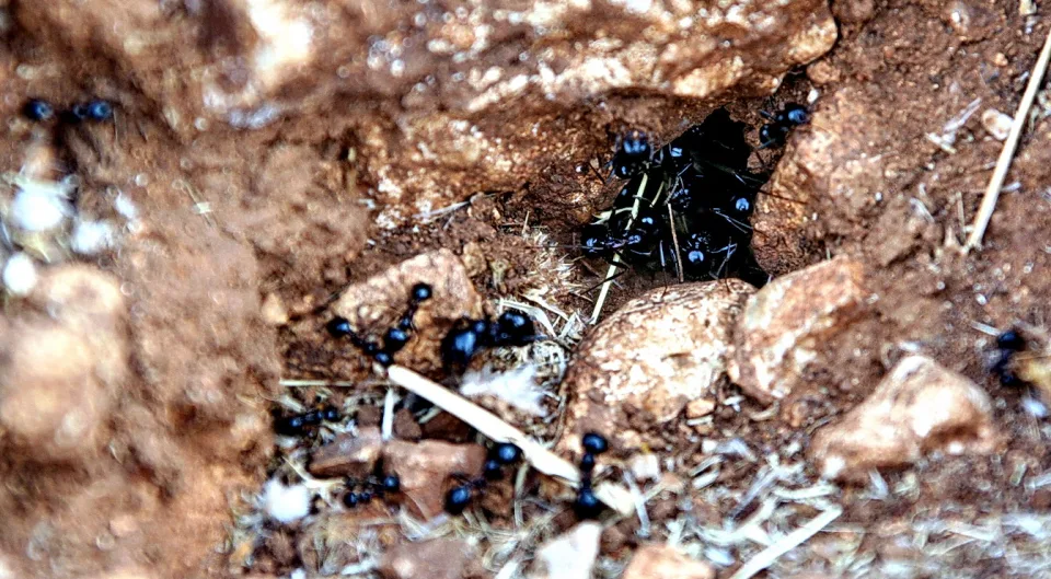 Schwarze Ameisen krabbeln um und in ein Loch im braunen Erdboden zwischen kleinen Steinen und Grashalmen.
