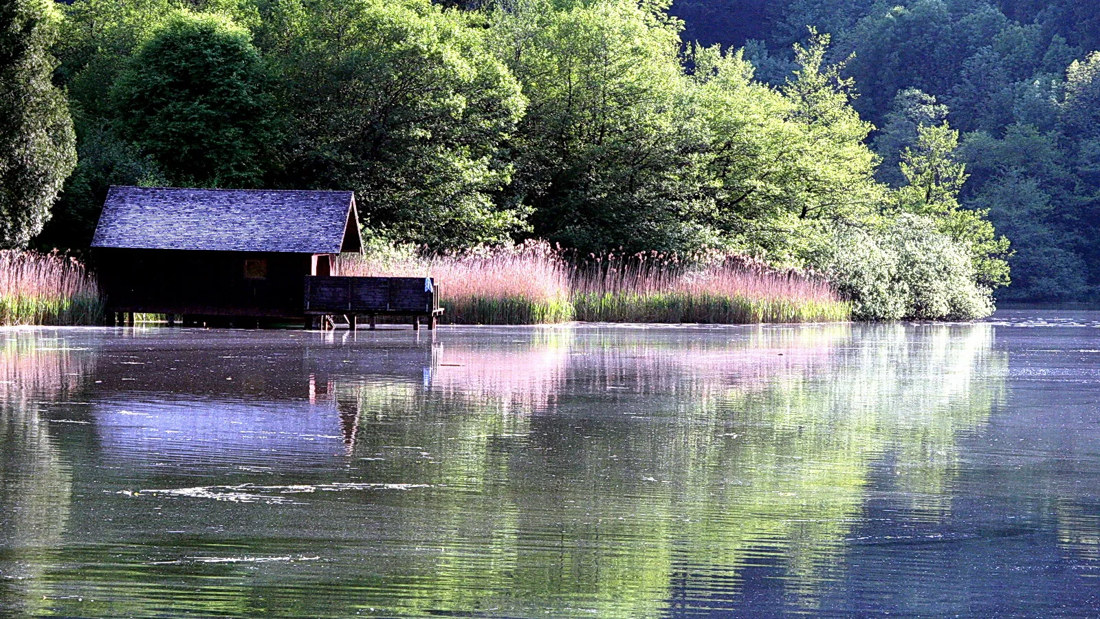 Dunkles Holzbootshaus mit Schrägdach steht auf Stelzen im ruhigen See, dahinter dichtes grünes Laubwerk und Schilf im Morgenlicht.