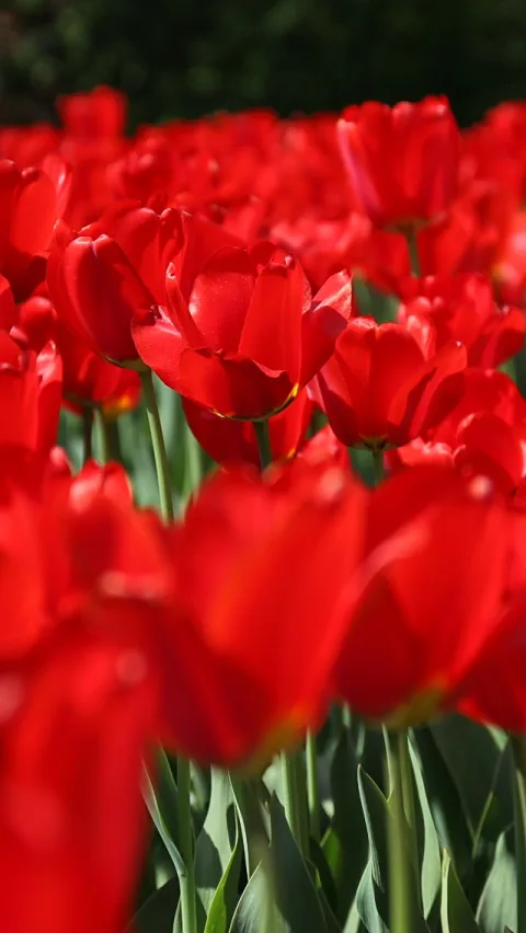 Dicht stehende rote Tulpen mit grünen Stielen und Blättern, im Vordergrund unscharf, im Hintergrund dunkles Grün.