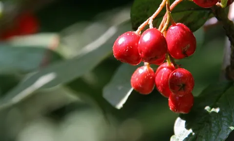 Traube leuchtend roter Beeren an einem Zweig vor unscharfem grünem Laub.