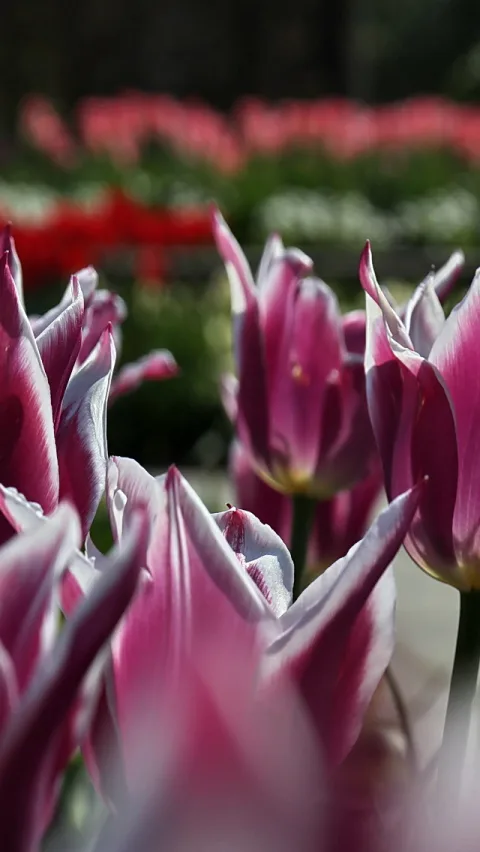 Nahaufnahme mehrerer rosa-violetter Tulpen mit weißen Blütenrändern im Vordergrund, dahinter unscharfe rote Tulpenreihen und grünes Laub.