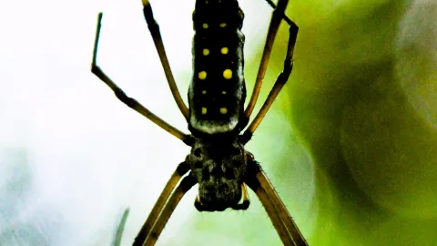 Große dunkle Spinne mit gelben Flecken auf dem Hinterleib, frontal von unten fotografiert, vor unscharfem grünem Hintergrund.