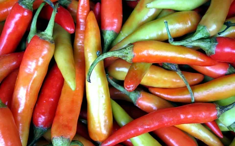 Dicht gehäufte Chilischoten in Rot, Orange, Gelb und Grün, mit glänzender Haut und grünen Stielen.