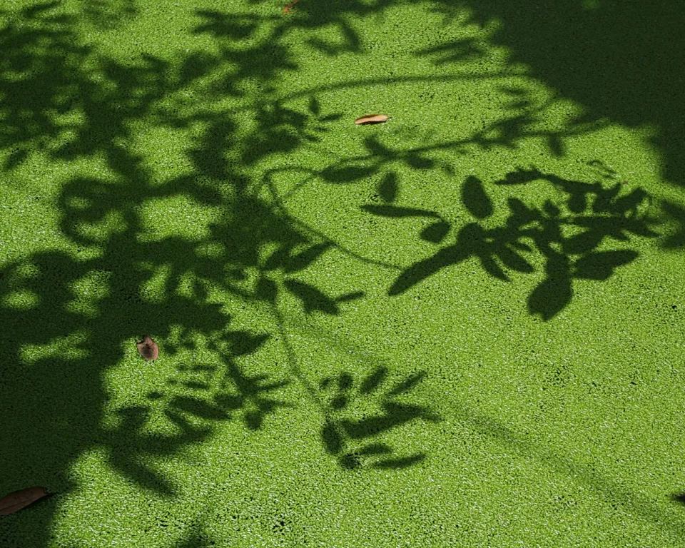 Schatten von Blättern und Zweigen auf einer dichten grünen Wasserlinsendecke, dazwischen zwei trockene Blätter.