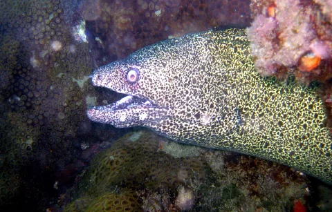 Gepunktete Muräne mit offenem Maul vor Korallen unter Wasser