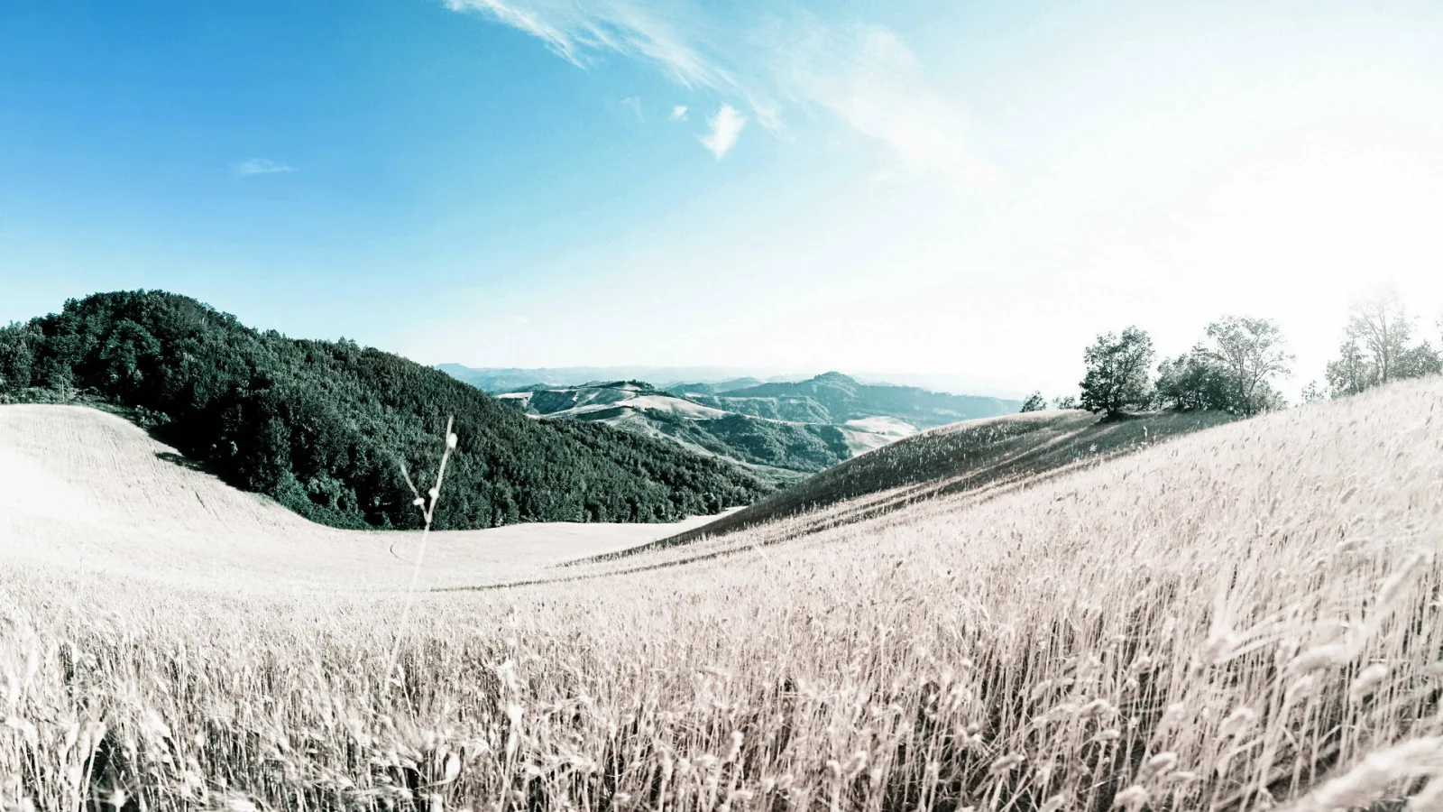Weites Getreidefeld in der Vordergrund, dahinter bewaldete Hügel und Bäume unter blauem Himmel mit feinen Wolkenschleiern.