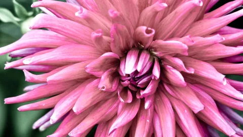 Nahaufnahme einer pinkfarbenen Dahlienblüte mit spitz zulaufenden, leicht eingerollten Blütenblättern, die von einem dunklen Zentrum ausgehen.