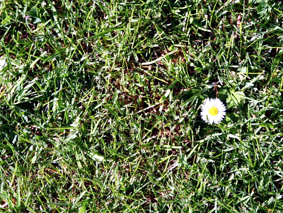 Ein einzelnes weißes Gänseblümchen mit gelber Mitte wächst zwischen grünem Gras.