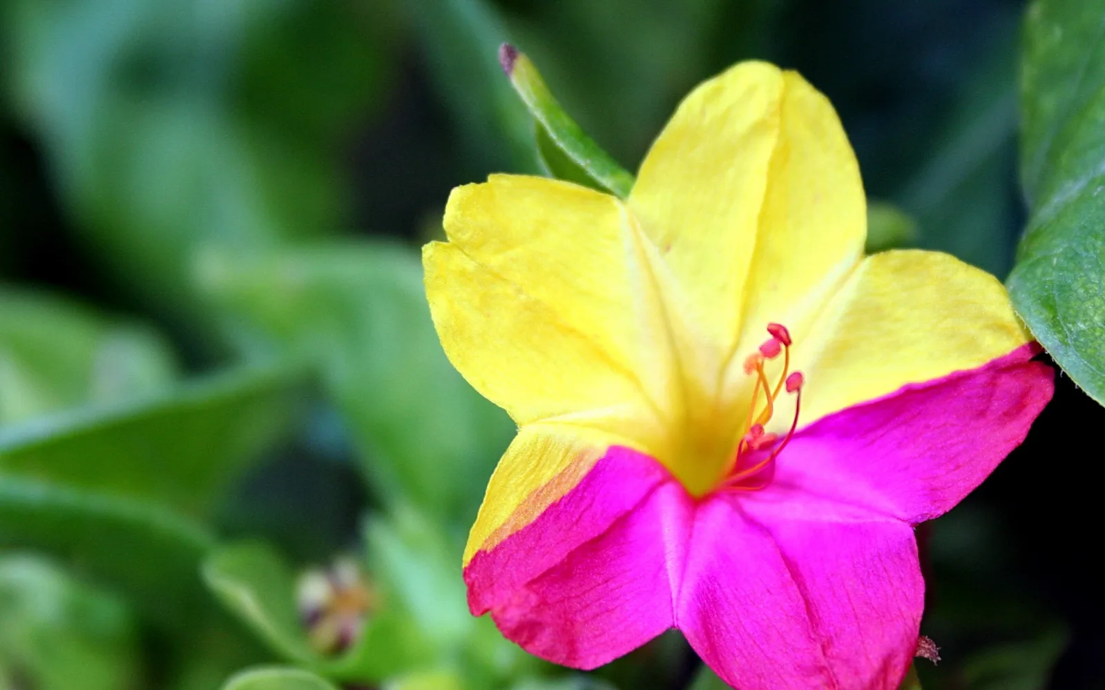 Eine Blüte mit gelben oberen und pinkfarbenen unteren Blütenblättern, rote Staubfäden in der Mitte, vor unscharfem grünem Laub.