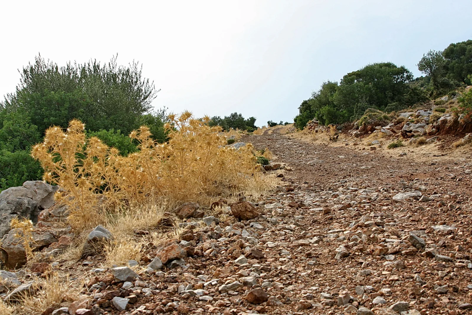 Steiniger, rötlicher Feldweg steigt leicht an, links wächst ein Busch vertrockneter gelber Disteln, im Hintergrund grüne Sträucher und Bäume unter hellem Himmel.