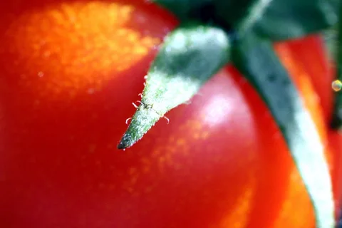 Rote Tomate in Nahaufnahme, im Vordergrund die grüne, behaarte Spitze eines Kelchblatts mit einem kleinen Insekt